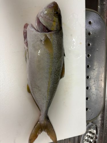 シオの釣果