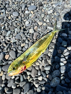 シイラの釣果