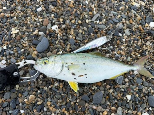ワカシの釣果
