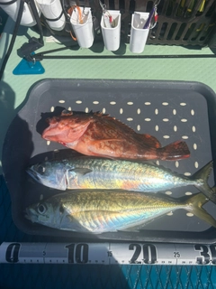 マアジの釣果
