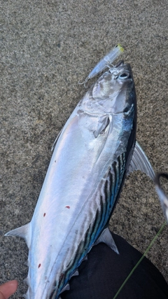 カツオの釣果