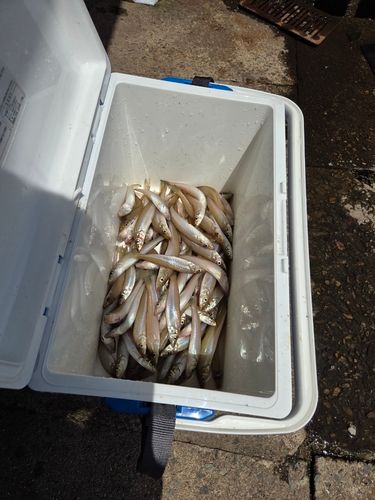 キスの釣果