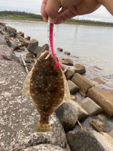ヒラメの釣果