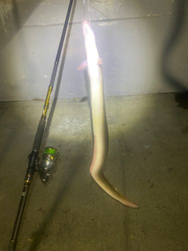 ウナギの釣果