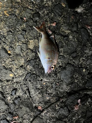 チャリコの釣果