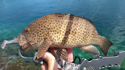 オオモンハタの釣果