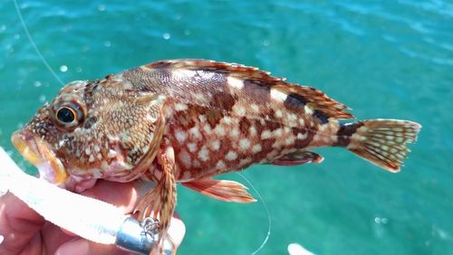 ガシラの釣果