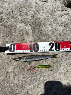 カマスの釣果