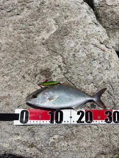 カマスの釣果