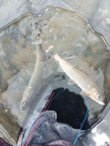 アユの釣果