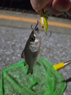セイゴ（マルスズキ）の釣果
