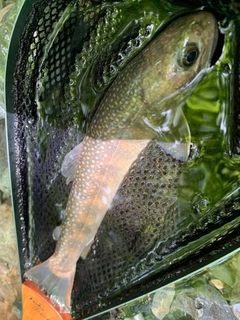 ニッコウイワナの釣果