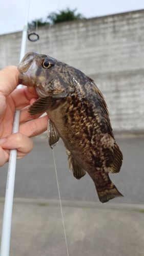 クロソイの釣果