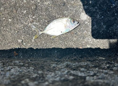 メッキの釣果
