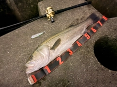シーバスの釣果
