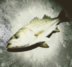 セイゴ（マルスズキ）の釣果
