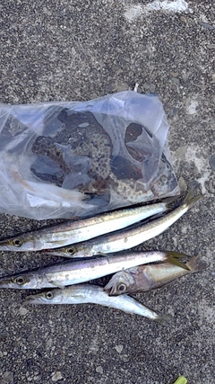 シオの釣果