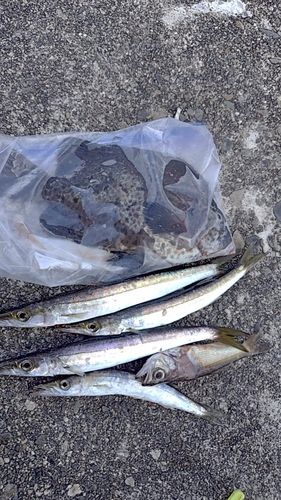 シオの釣果
