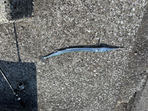 ダツの釣果