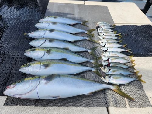 ハマチの釣果