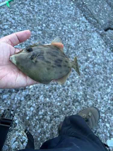 カワハギの釣果