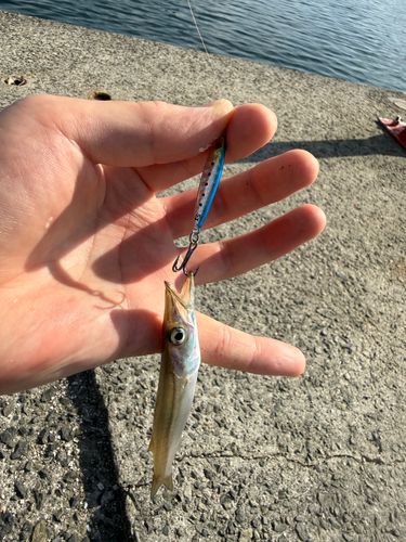 カマスの釣果