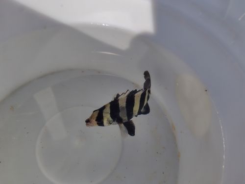 イシダイの釣果