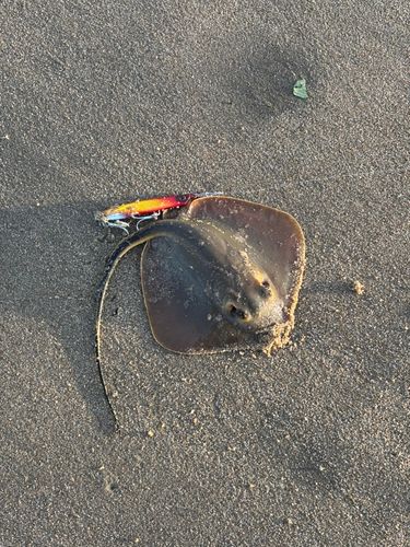 アカエイの釣果