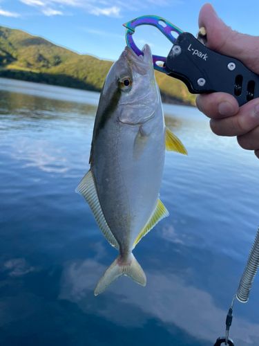 シオの釣果