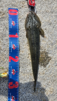 マゴチの釣果
