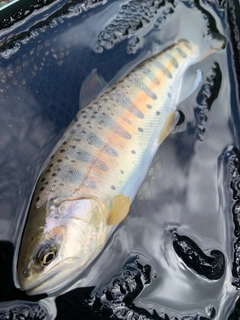 ヤマメの釣果