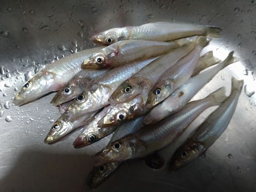 キスの釣果