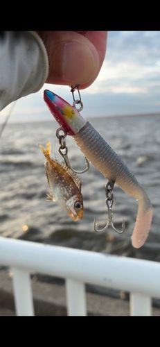 アイゴの釣果