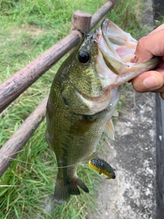 ラージマウスバスの釣果