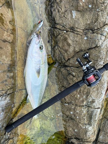 メジロの釣果
