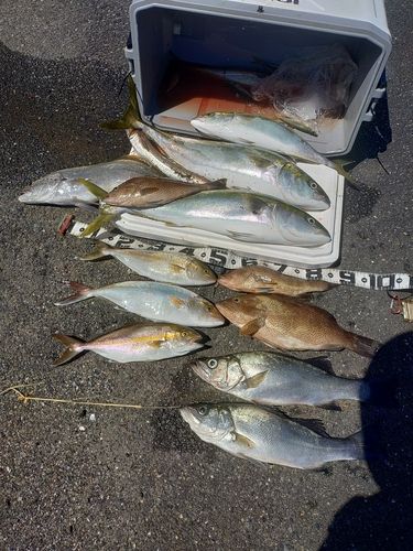 ブリの釣果