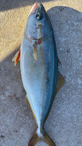 ツバスの釣果