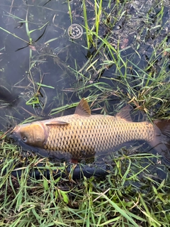 ノゴイの釣果