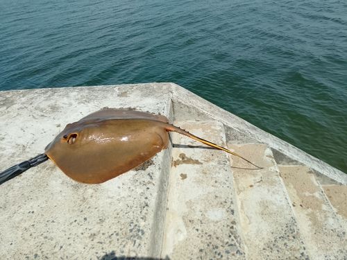 アカエイの釣果
