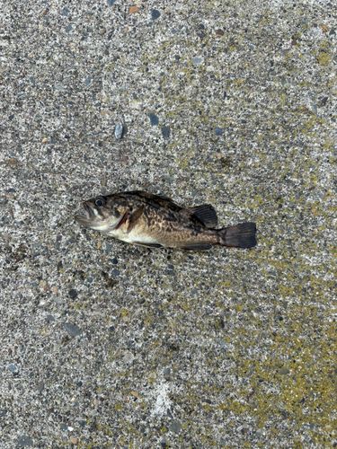 クロソイの釣果