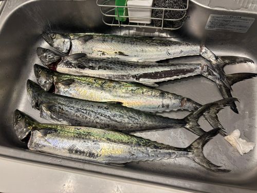 サワラの釣果