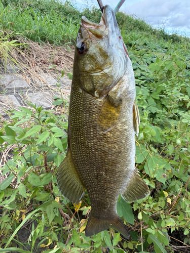 新芝川で釣れたスモールマウスバスの釣り・釣果情報 - アングラーズ