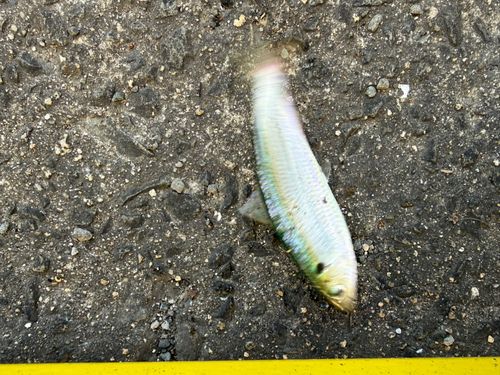サッパの釣果