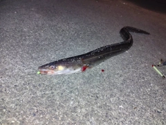 アナゴの釣果