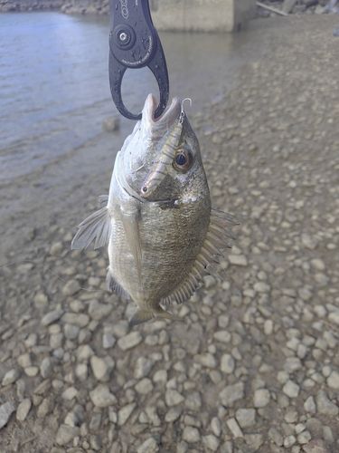 ミナミクロダイの釣果