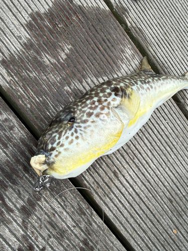 ショウサイフグの釣果