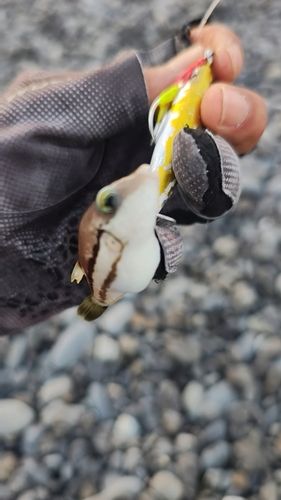 フグの釣果