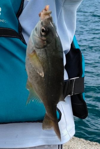 ウミタナゴの釣果