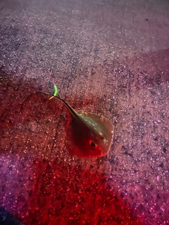 アカエイの釣果