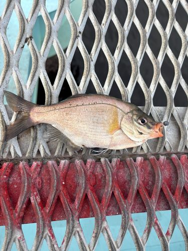 ウミタナゴの釣果